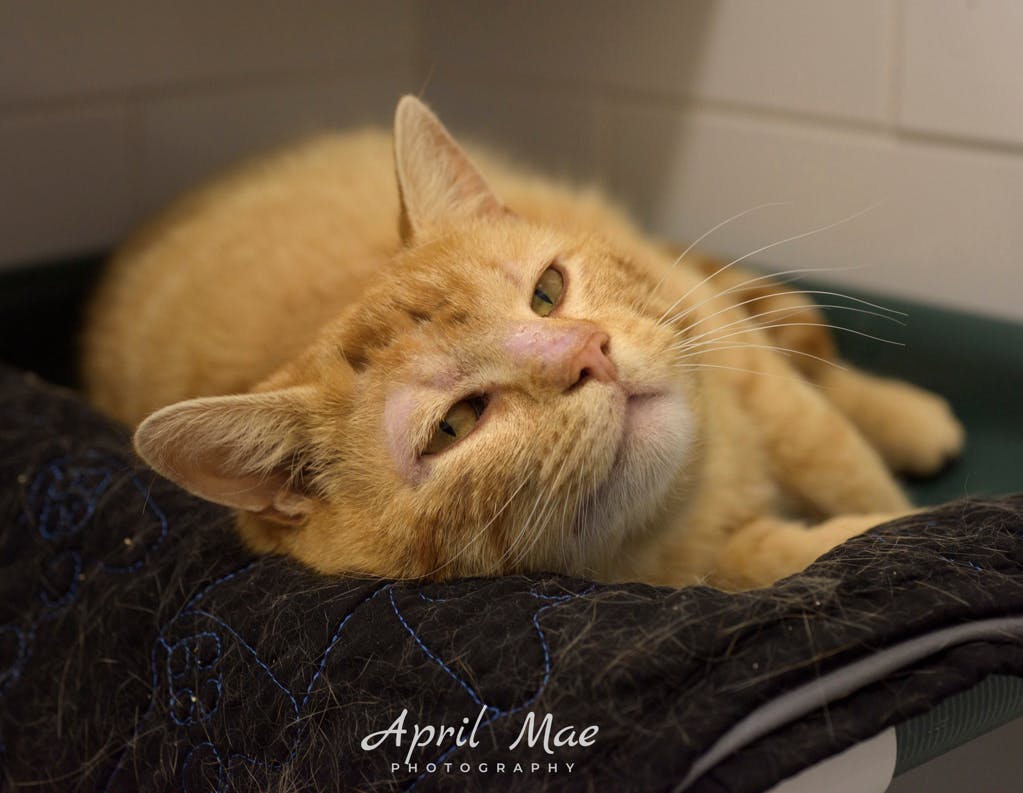 Rupert Image