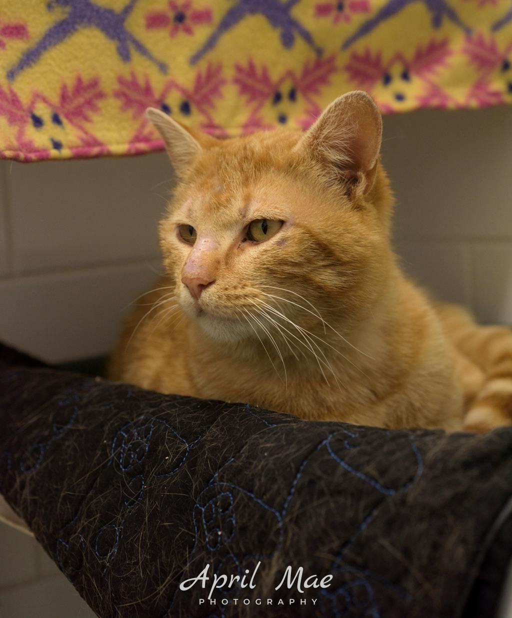 Rupert Image