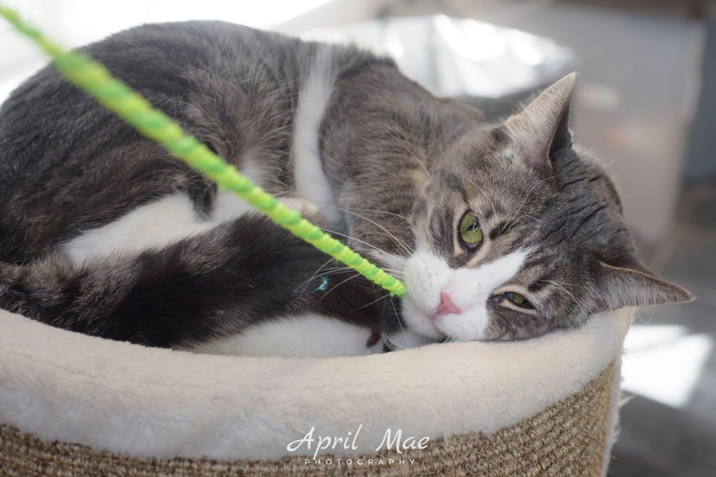 Octavius- Petsmart Orangeville Image