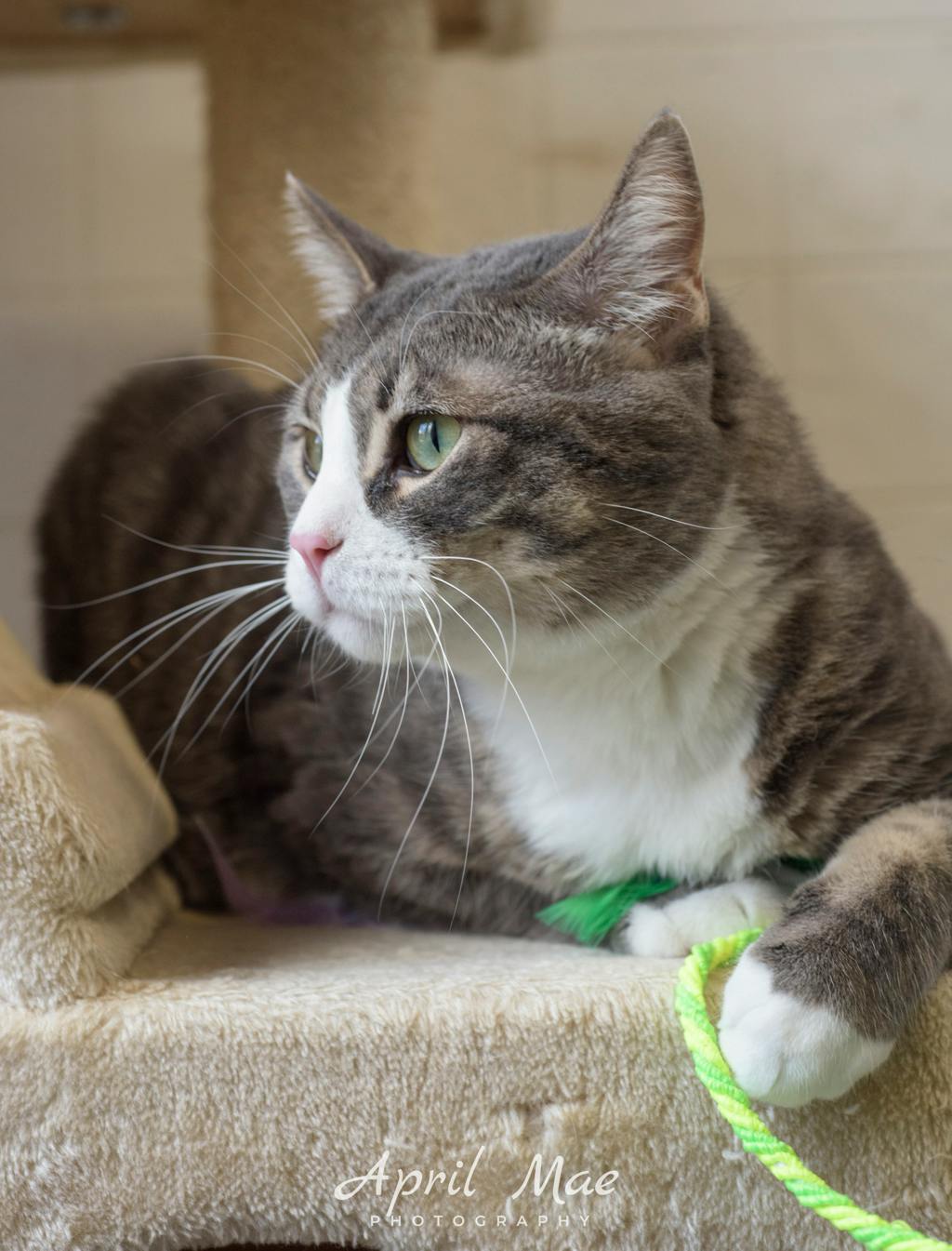 Octavius- Petsmart Orangeville Image