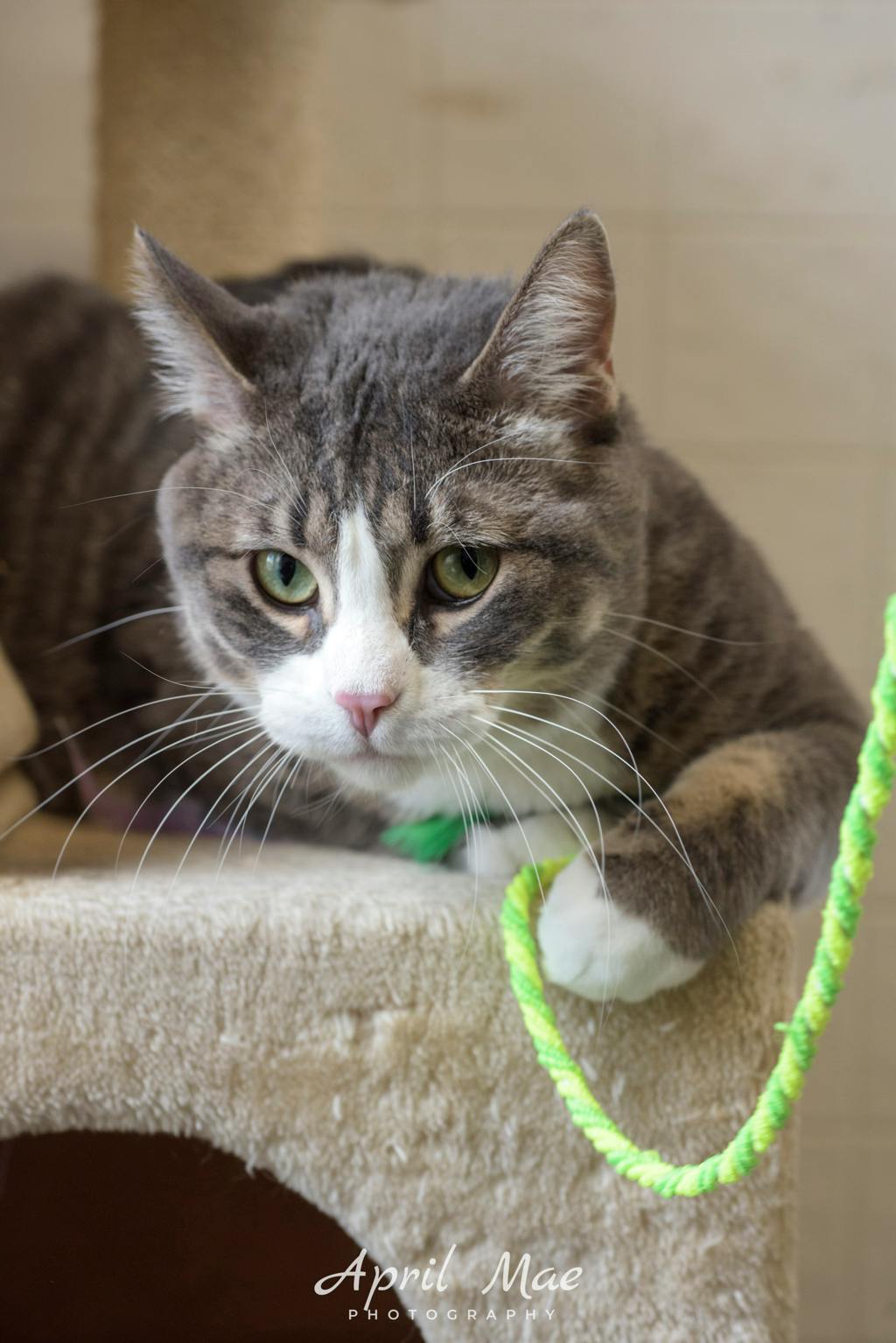 Octavius- Petsmart Orangeville Image