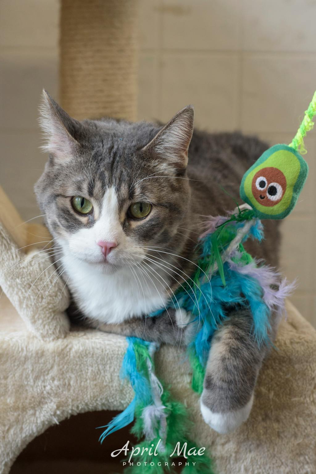 Octavius- Petsmart Orangeville Image