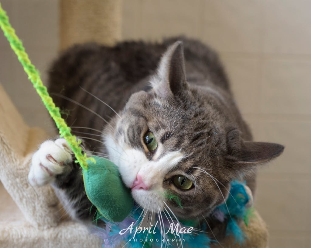 Octavius- Petsmart Orangeville Image