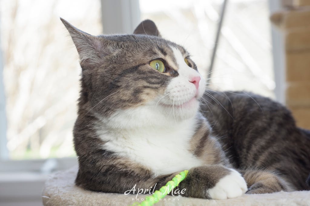 Octavius- Petsmart Orangeville Image
