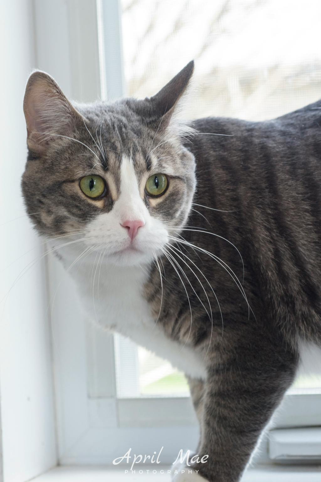 Octavius- Petsmart Orangeville Image