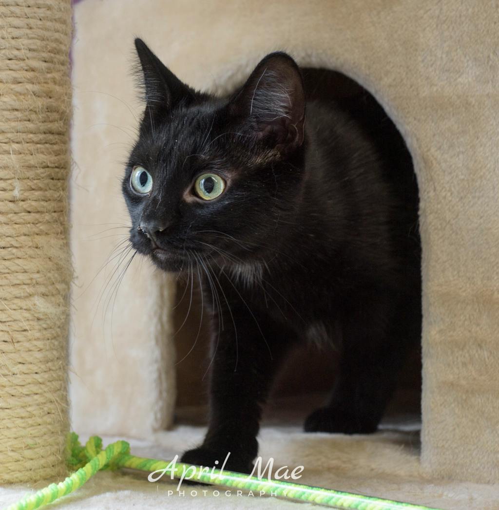 Burt – Petsmart Orangeville Image