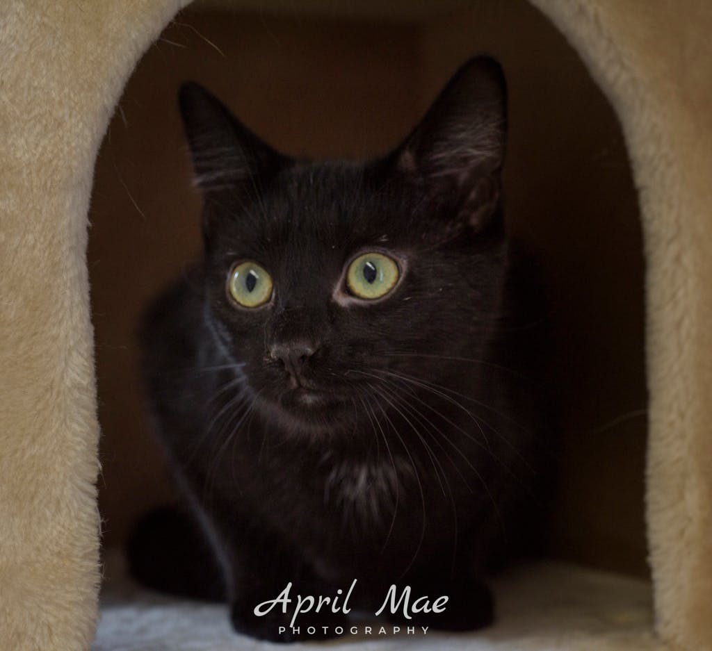 Burt – Petsmart Orangeville Image