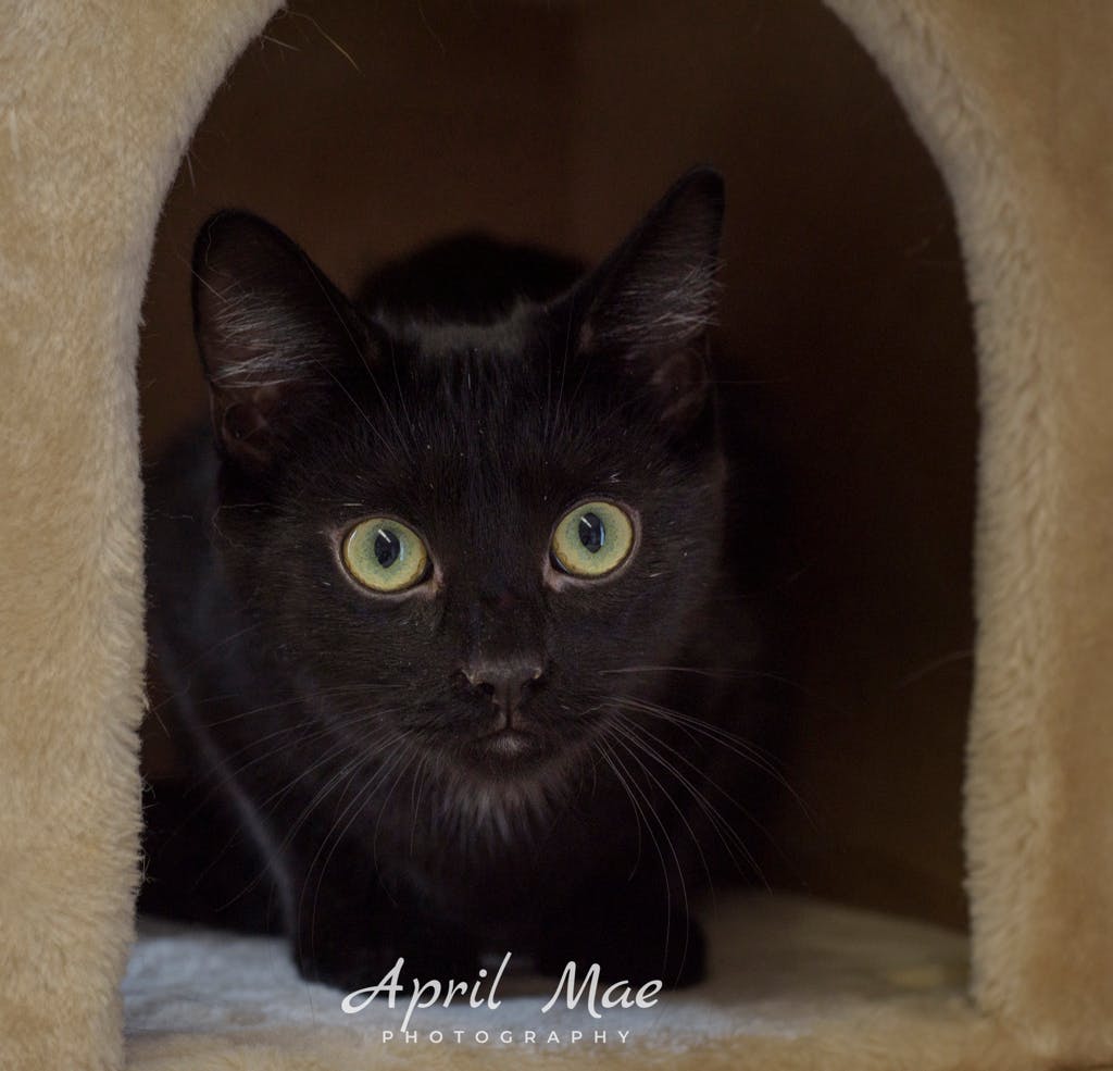 Burt – Petsmart Orangeville Image