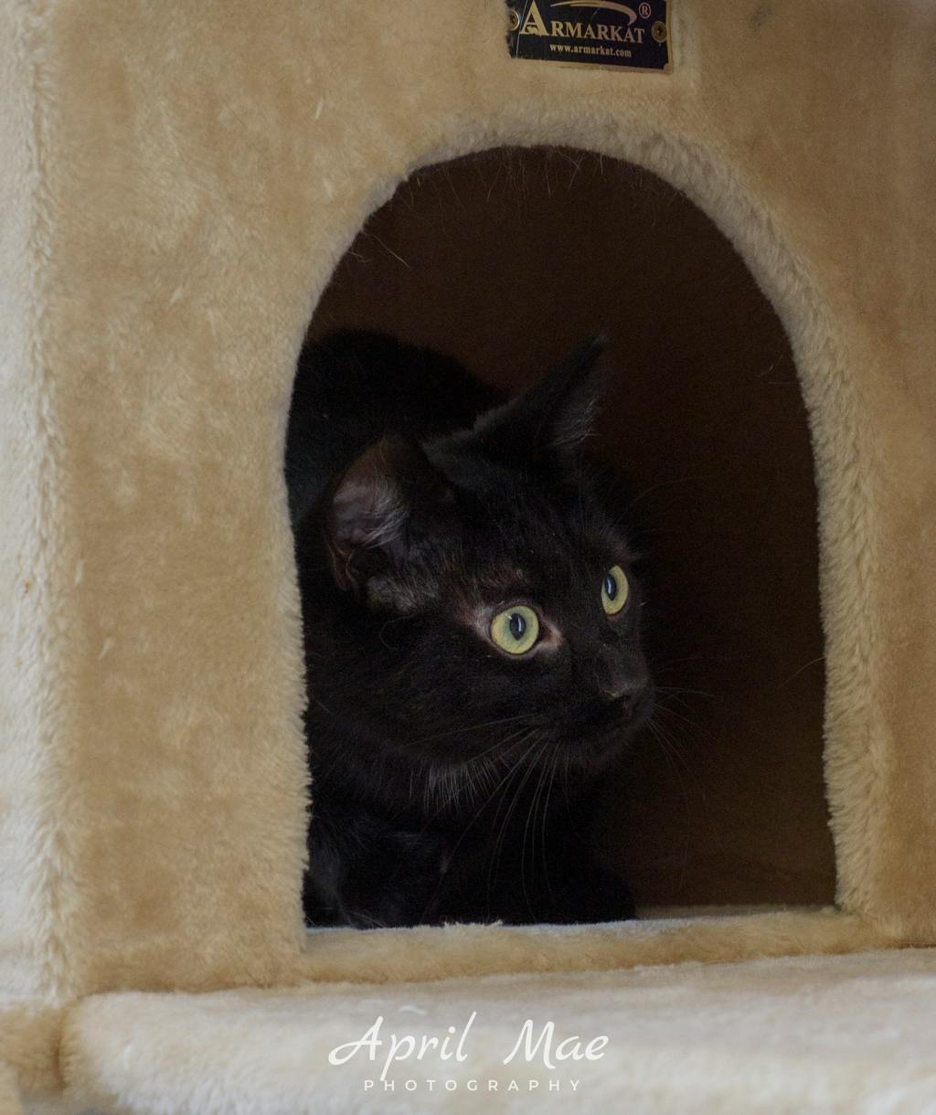 Burt – Petsmart Orangeville Image