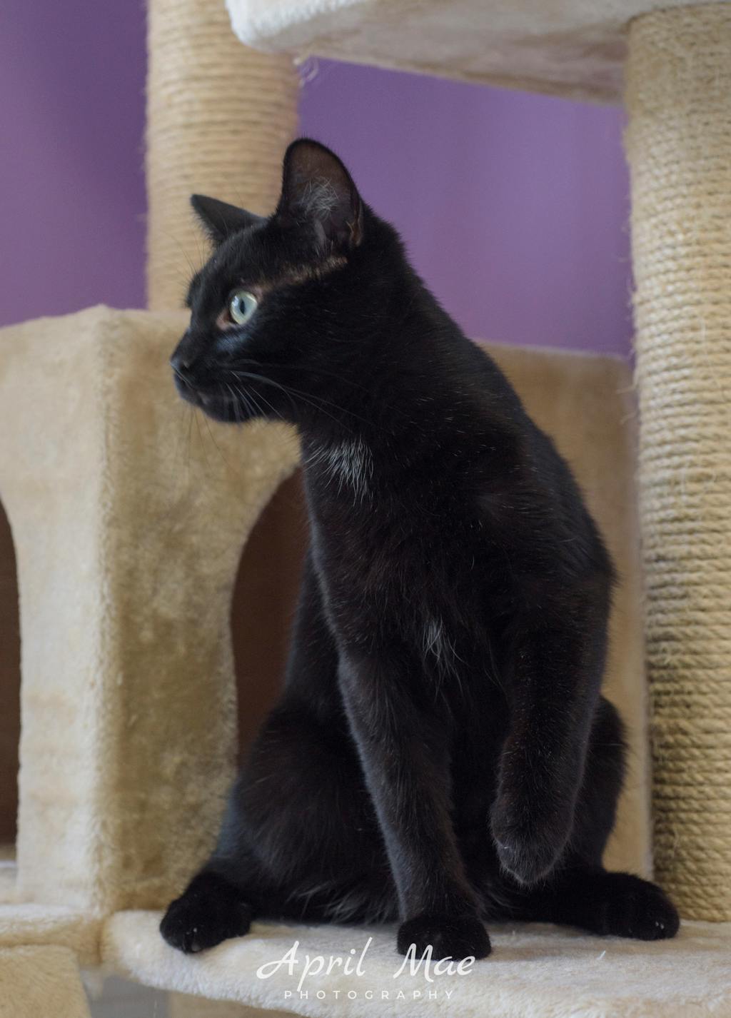 Burt – Petsmart Orangeville Image