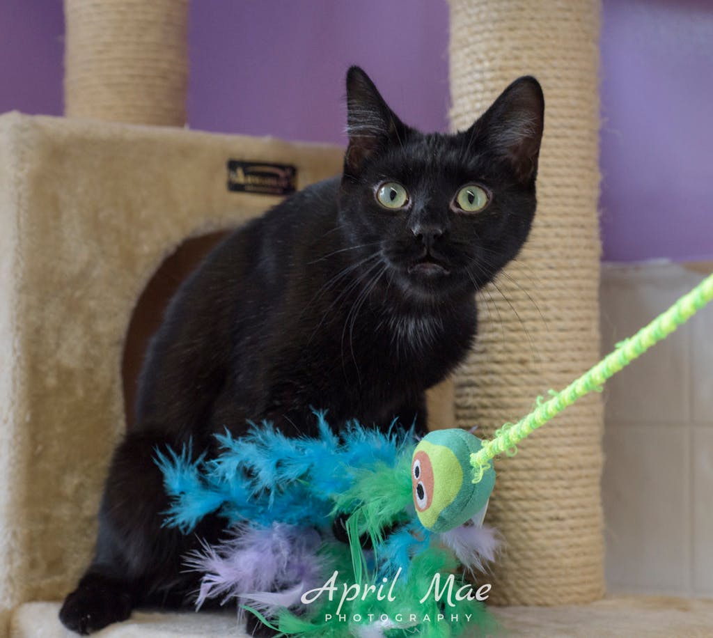 Burt – Petsmart Orangeville Image