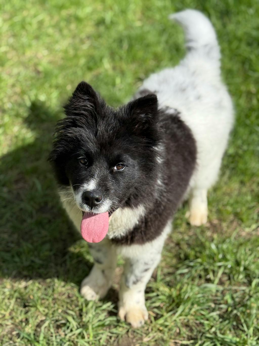 Akita