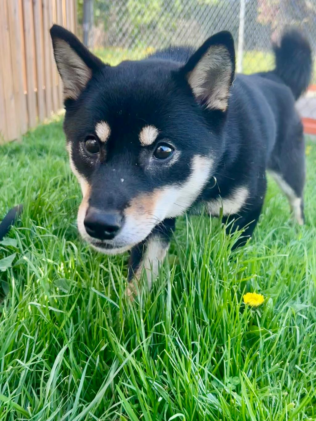 Shiba Inu