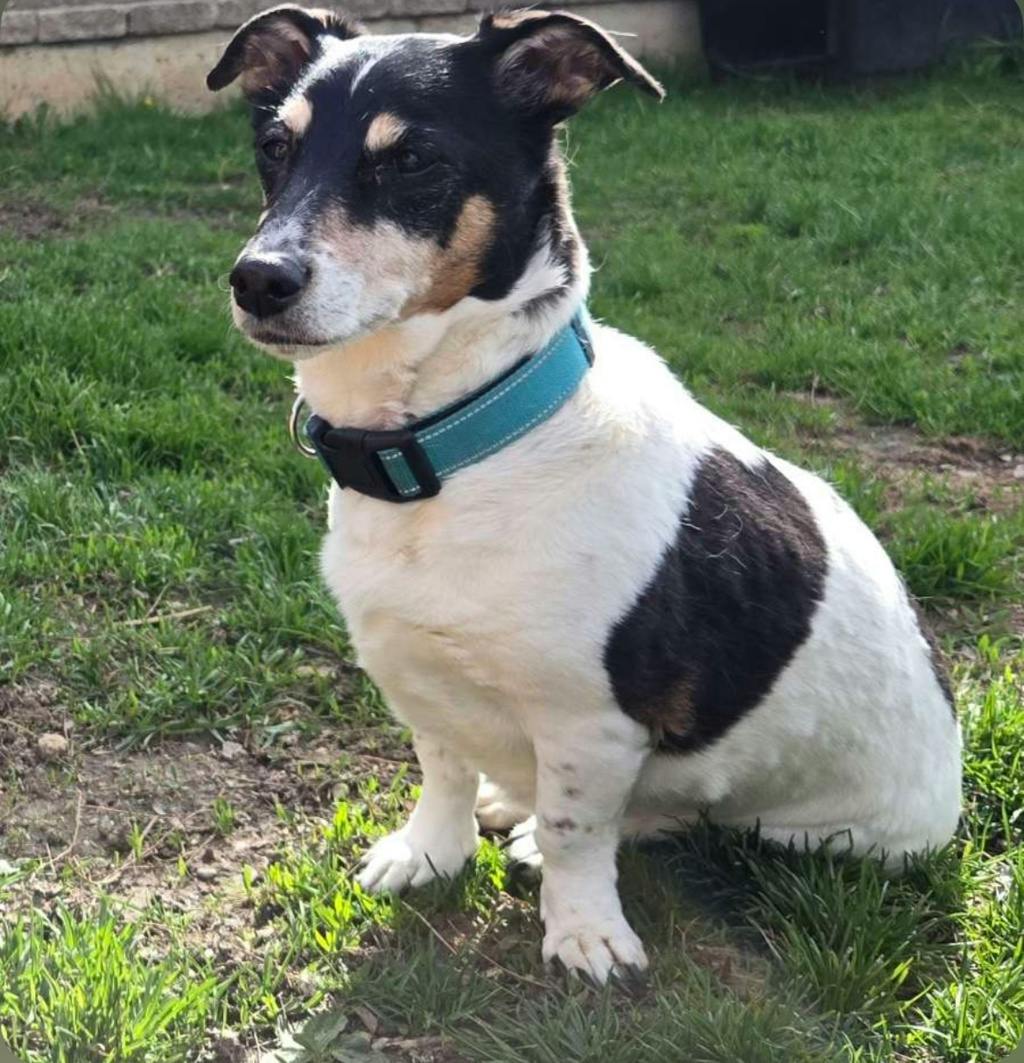 Terrier