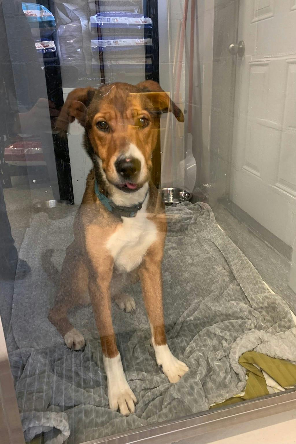 Stray Hound