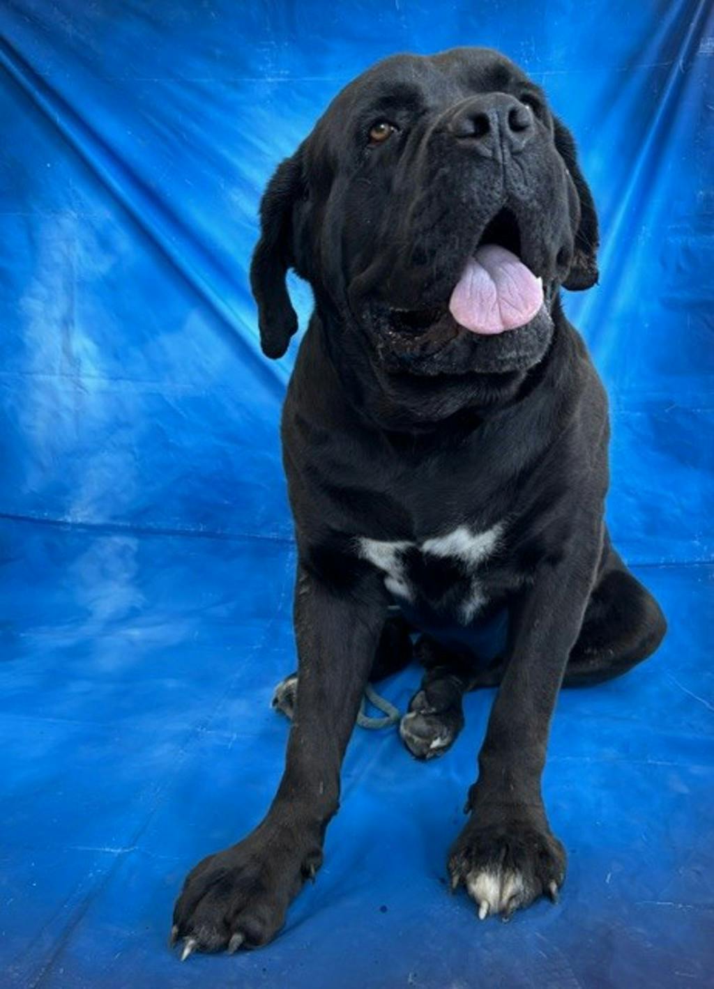 Bruce