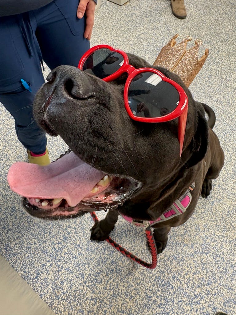 Labrador Retriever