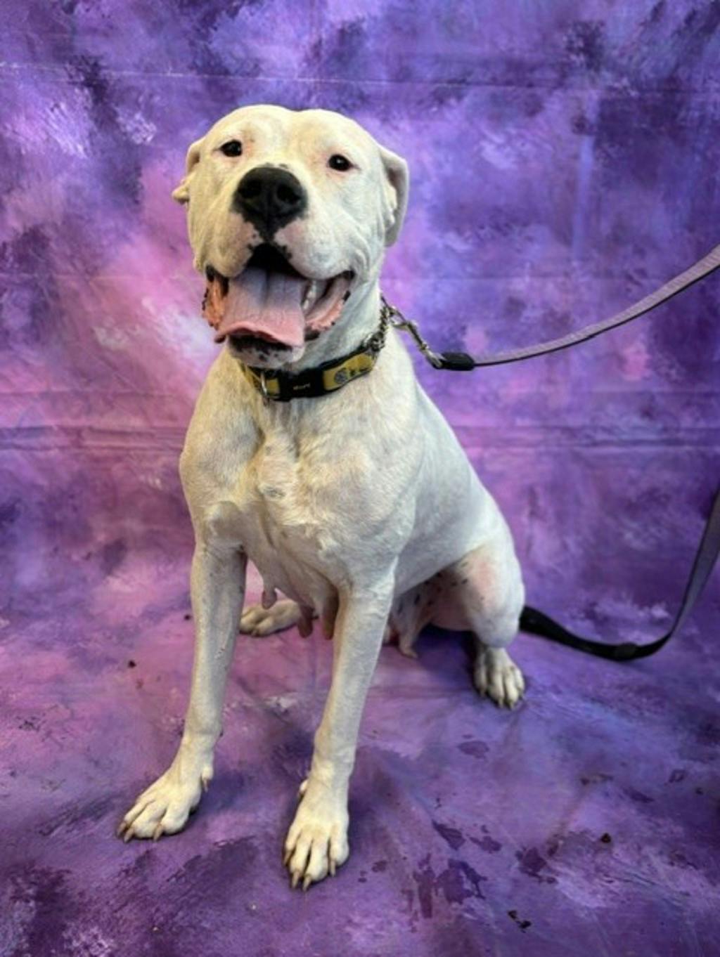 Argentine Dogo