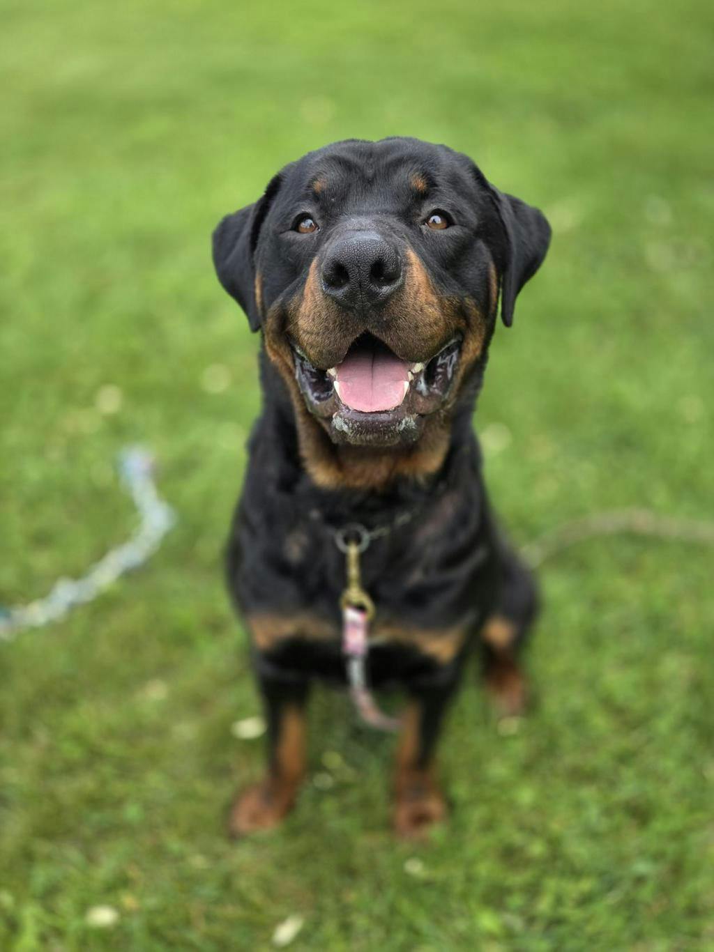 Rottweiler