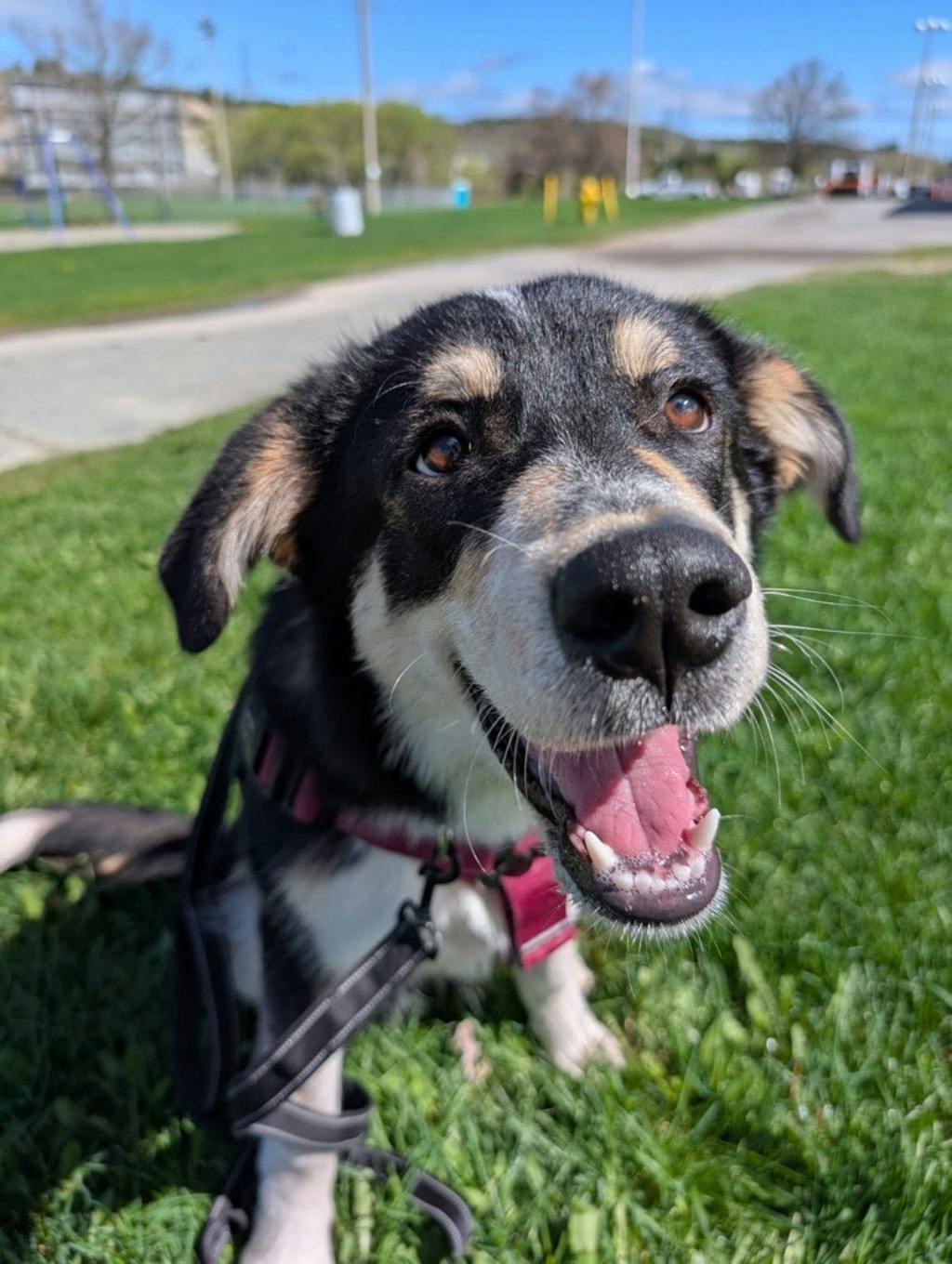 Australian Shepherd