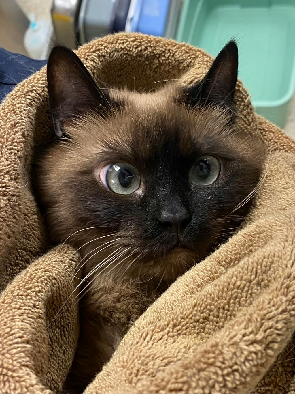 Athena, a 3 years and 8 months old Seal Point Female Domestic Short Hair Cat