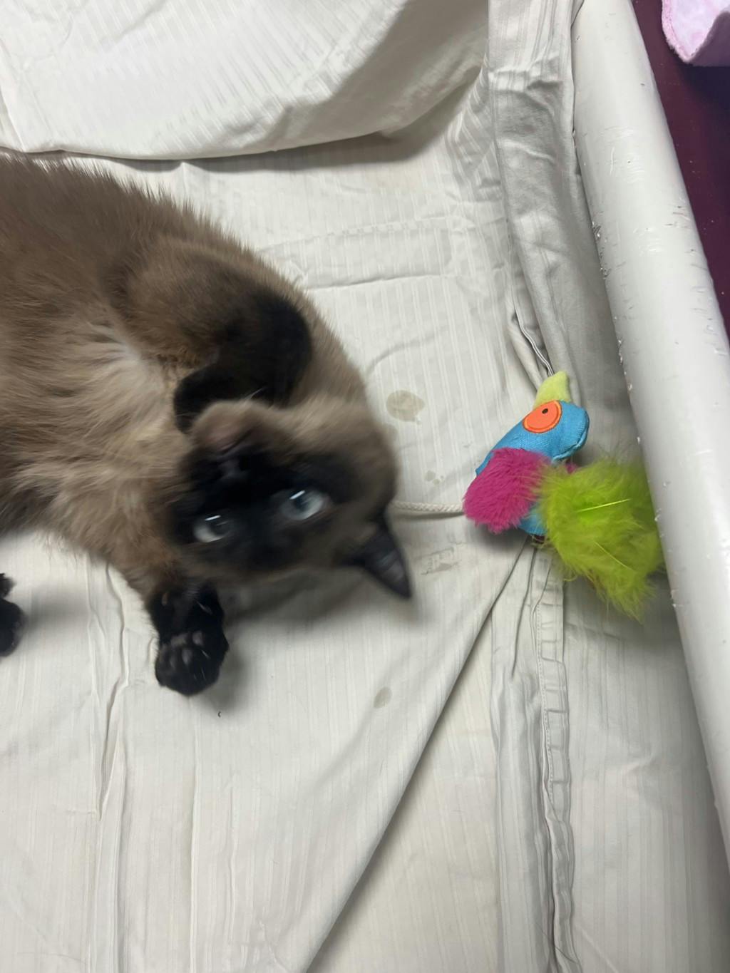 Athena, a 3 years and 8 months old Seal Point Female Domestic Short Hair Cat