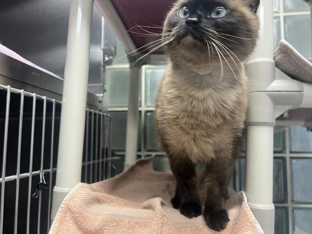 Athena, a 3 years and 8 months old Seal Point Female Domestic Short Hair Cat