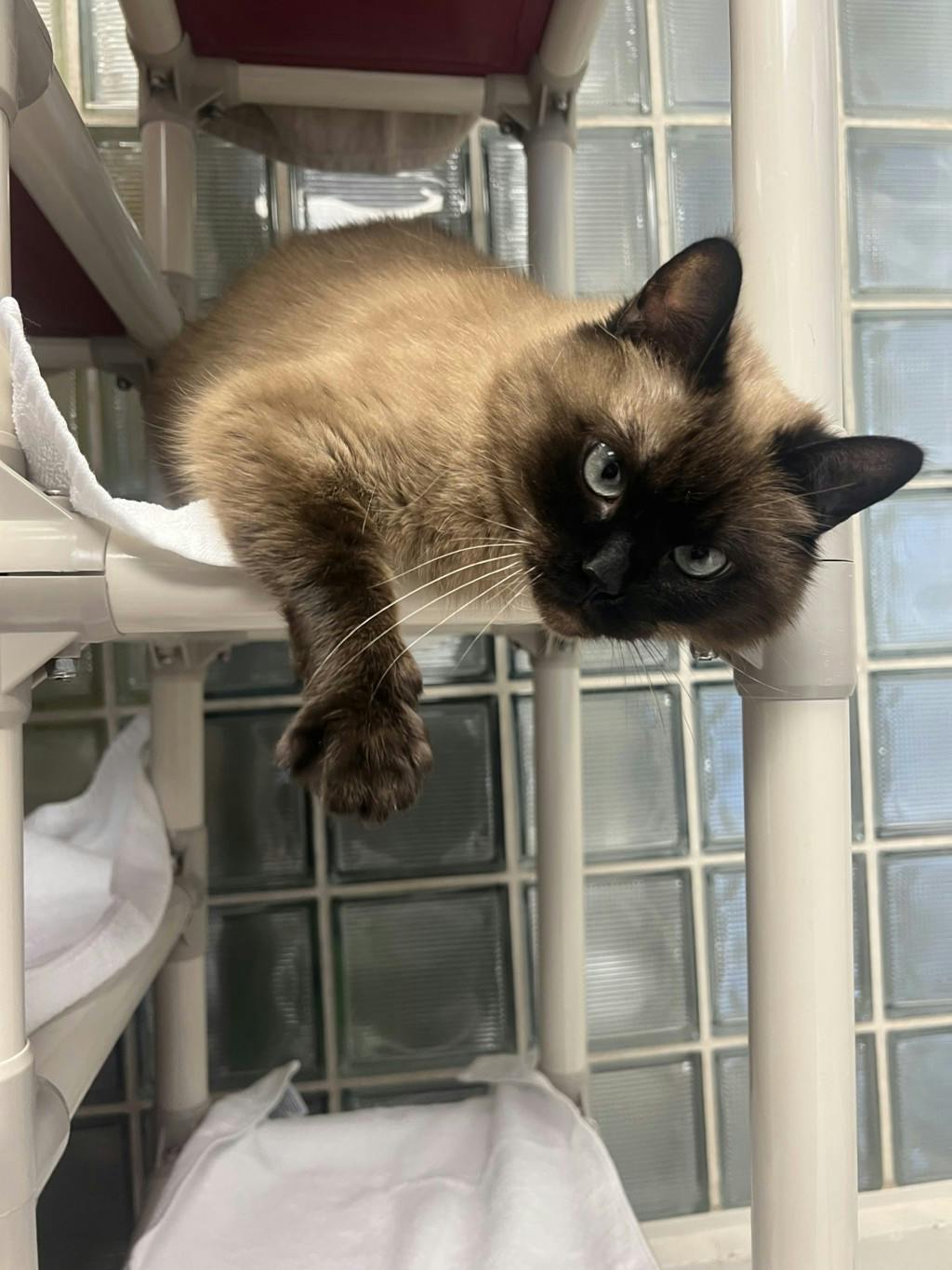 Athena, a 3 years and 8 months old Seal Point Female Domestic Short Hair Cat