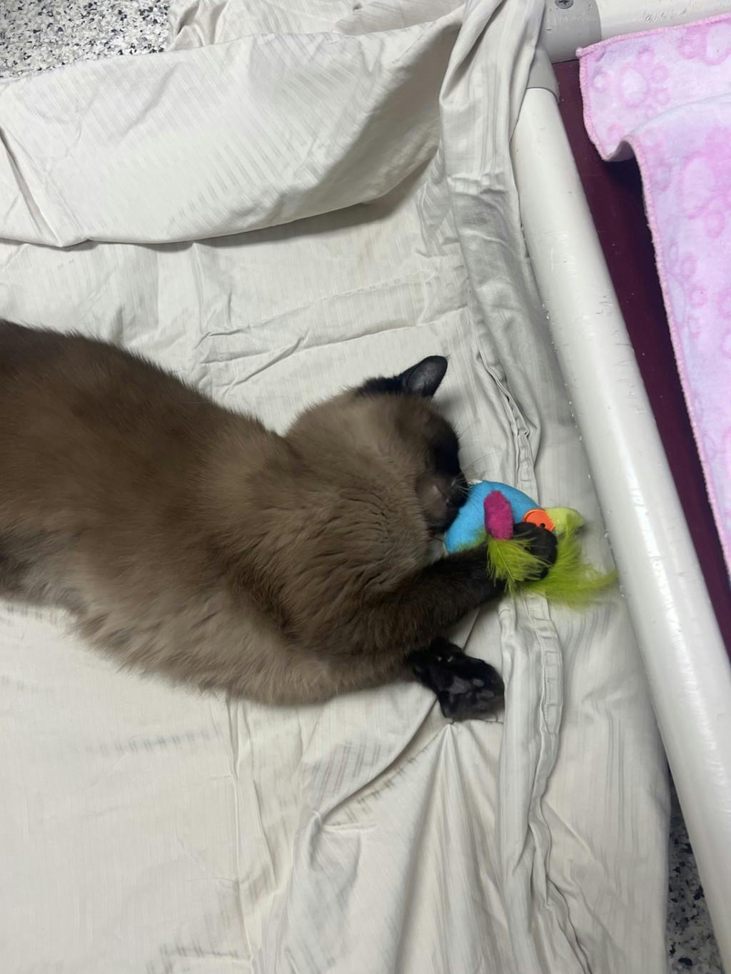 Athena, a 3 years and 8 months old Seal Point Female Domestic Short Hair Cat