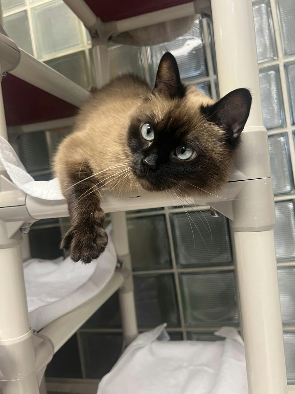 Athena, a 3 years and 8 months old Seal Point Female Domestic Short Hair Cat