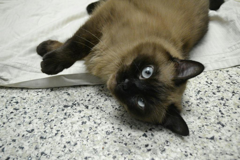 Athena, a 3 years and 8 months old Seal Point Female Domestic Short Hair Cat