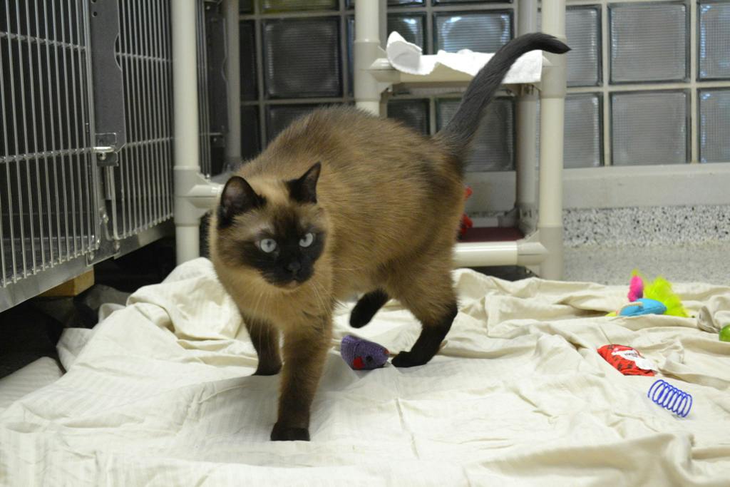 Athena, a 3 years and 8 months old Seal Point Female Domestic Short Hair Cat