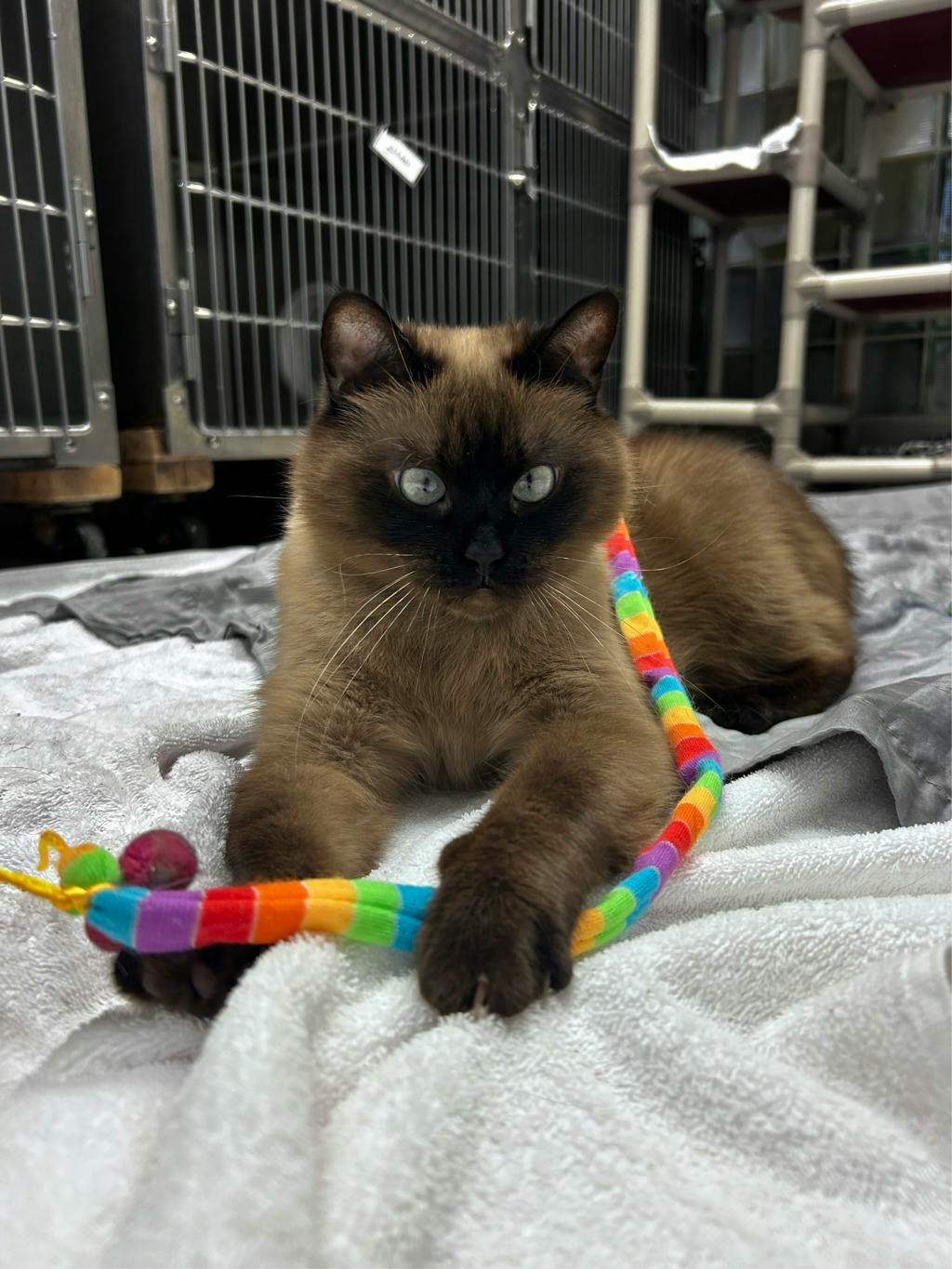 Athena, a 3 years and 8 months old Seal Point Female Domestic Short Hair Cat