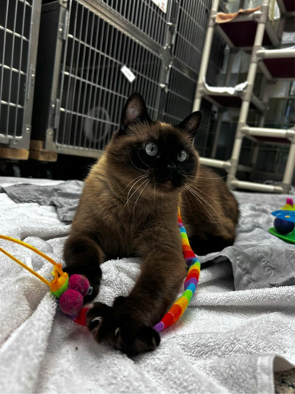 Athena, a 3 years and 8 months old Seal Point Female Domestic Short Hair Cat