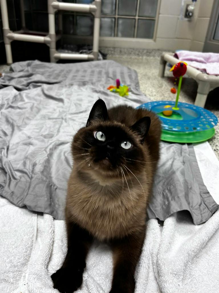 Athena, a 3 years and 8 months old Seal Point Female Domestic Short Hair Cat