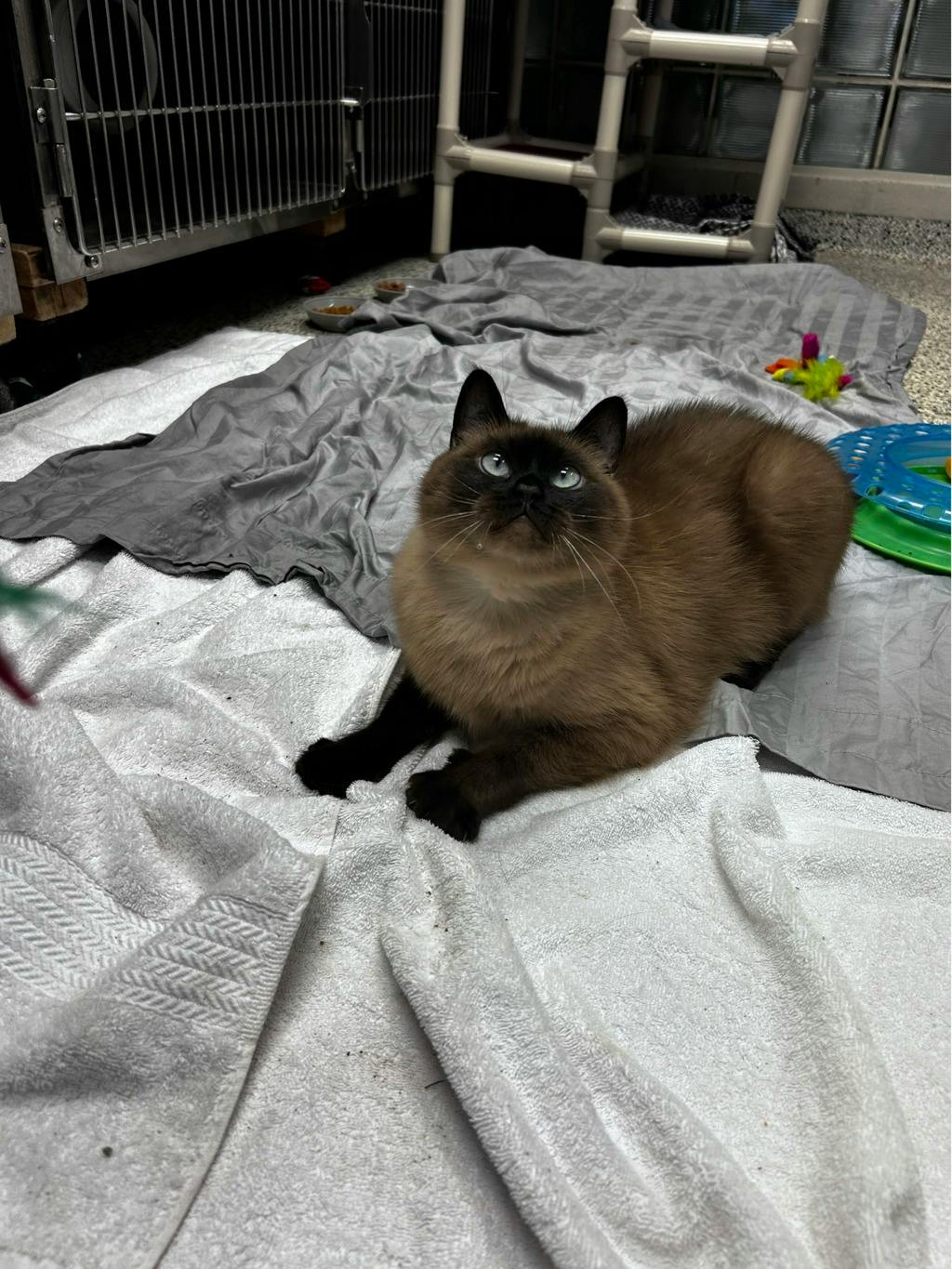 Athena, a 3 years and 8 months old Seal Point Female Domestic Short Hair Cat