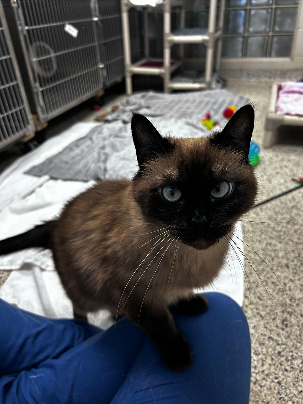Athena, a 3 years and 8 months old Seal Point Female Domestic Short Hair Cat