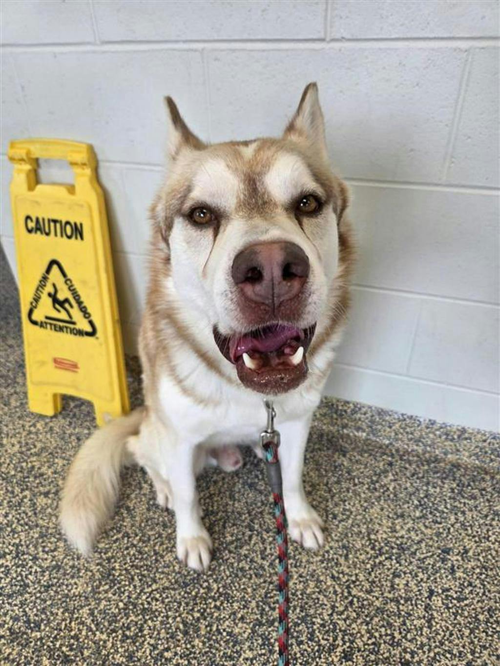 Alaskan Malamute