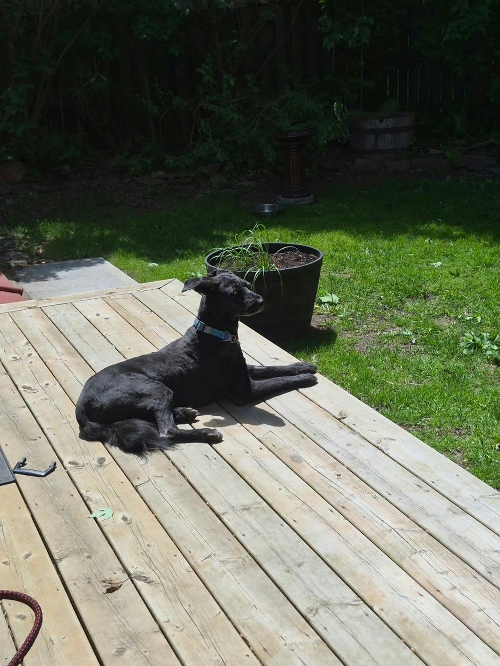 Maggie Image