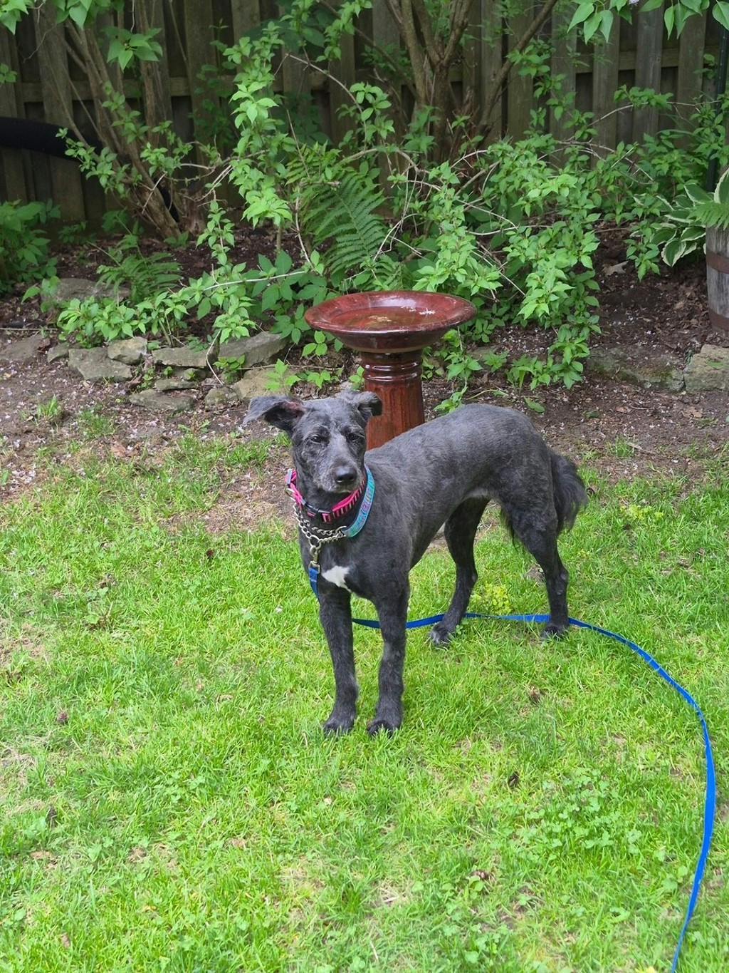 Maggie