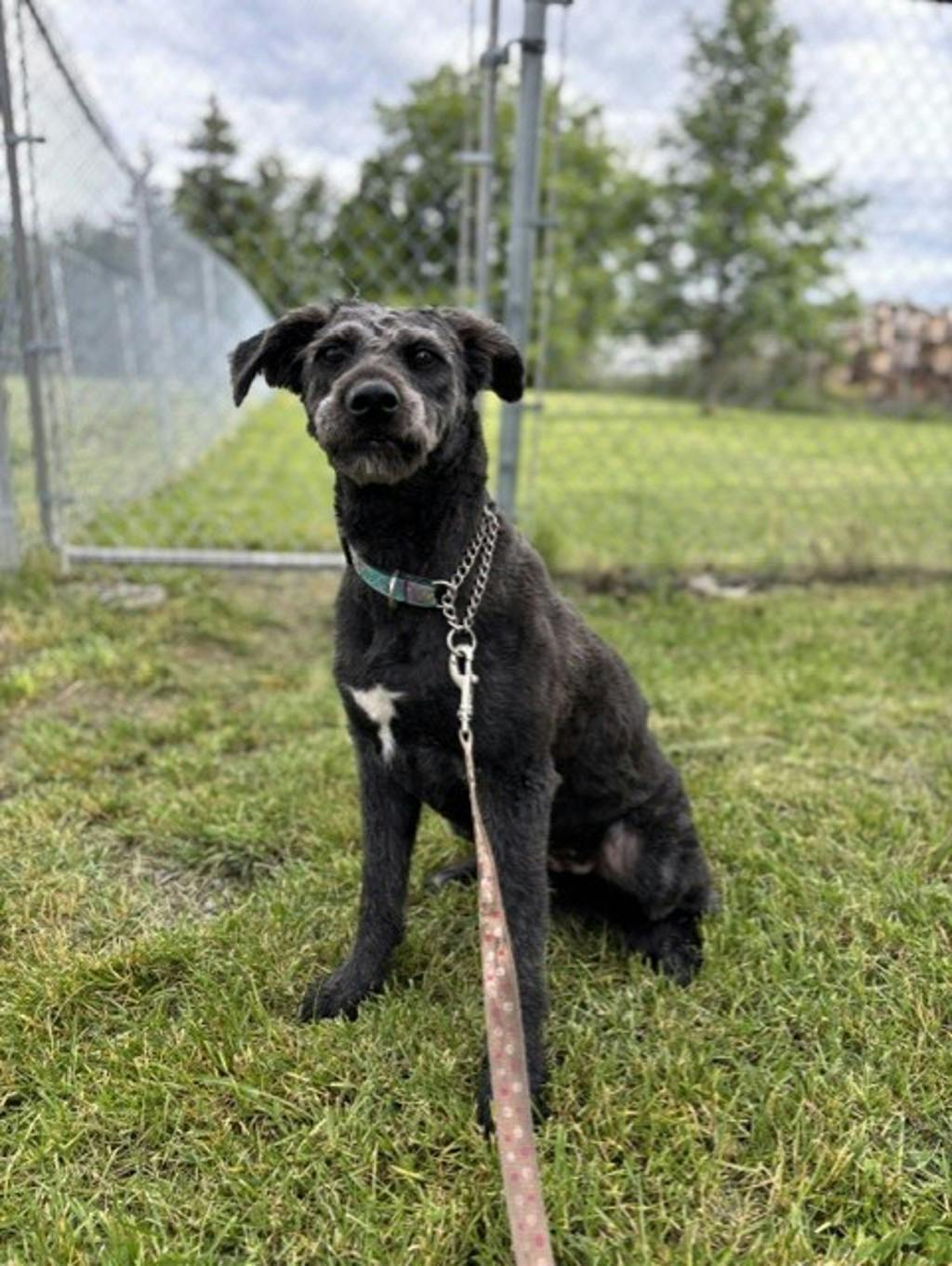 Schnauzer