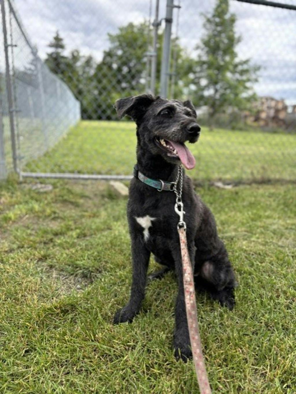Maggie Image
