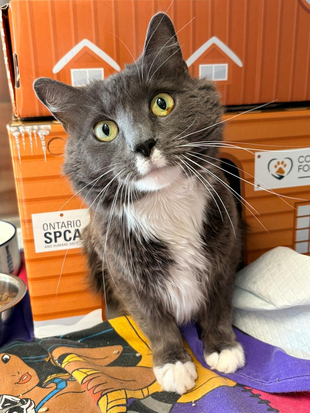 Buffy (at Huntsville Petsmart) Image
