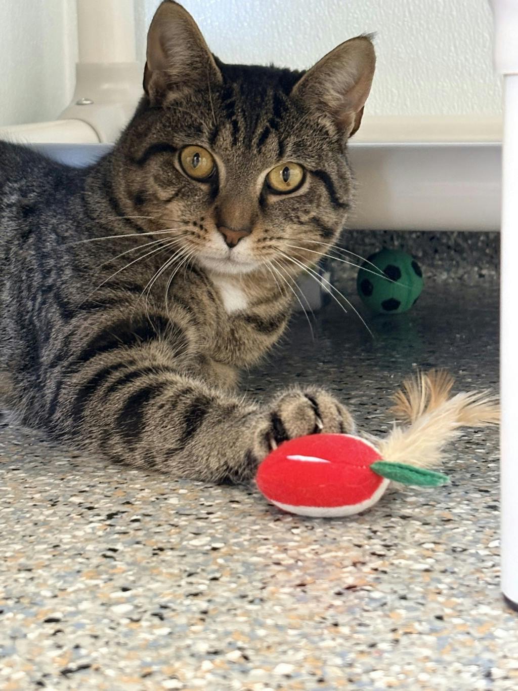 Joe (in Foster) Image
