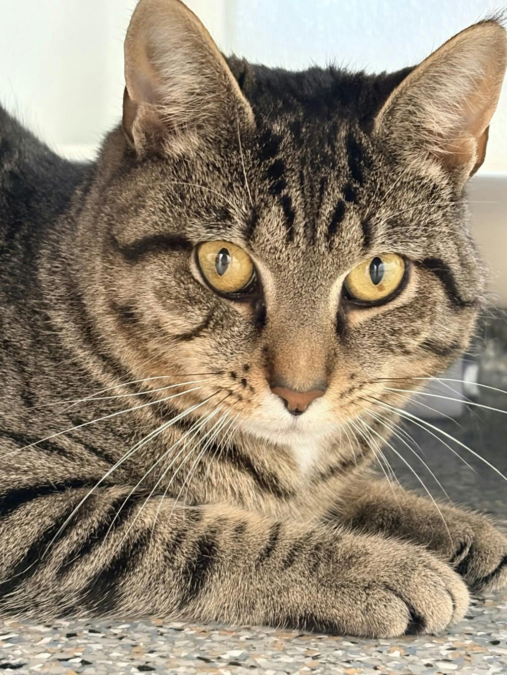 Joe (in Foster) Image