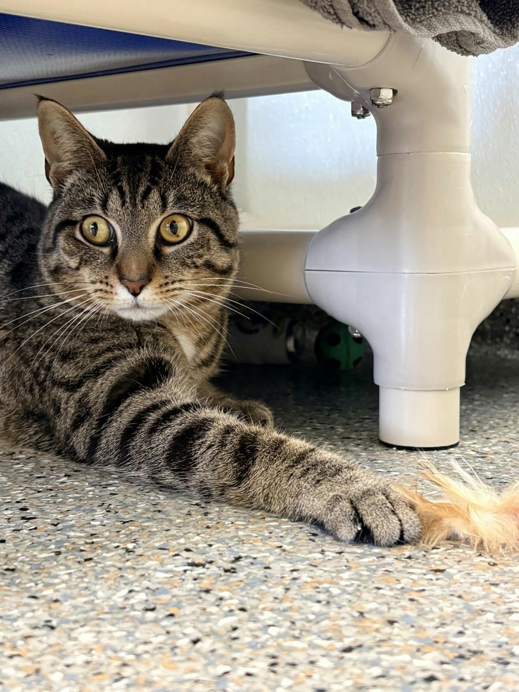 Joe (in Foster) Image