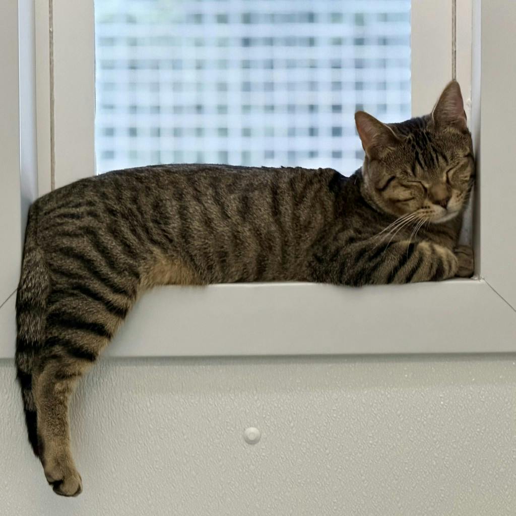 Sampson Image