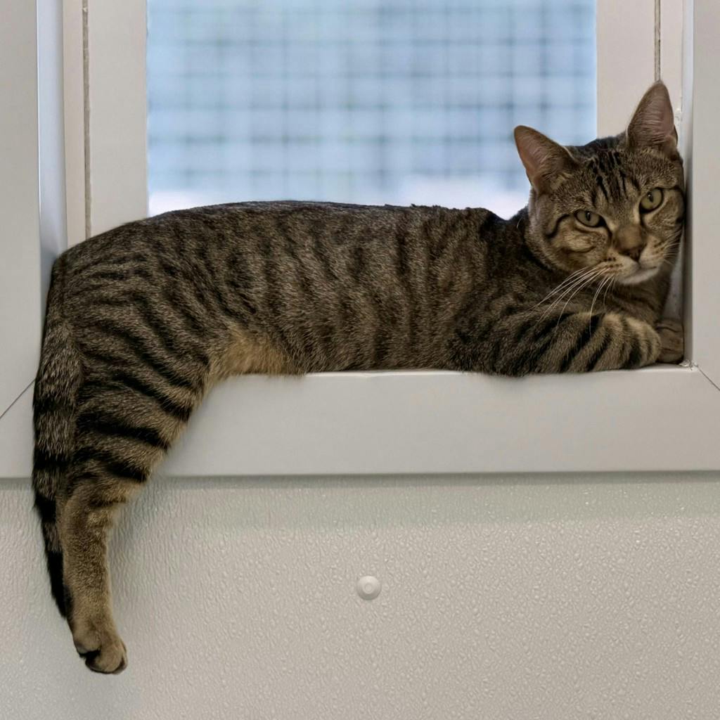 Sampson Image