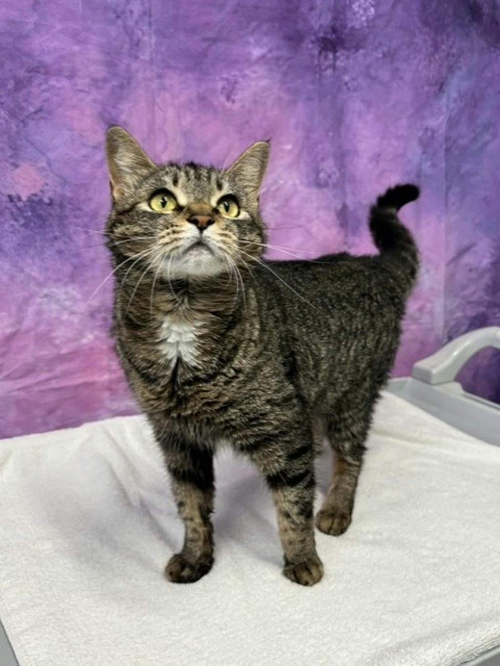 Minnie (petsmart) Image