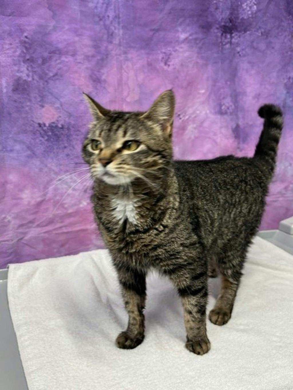 Minnie (petsmart) Image